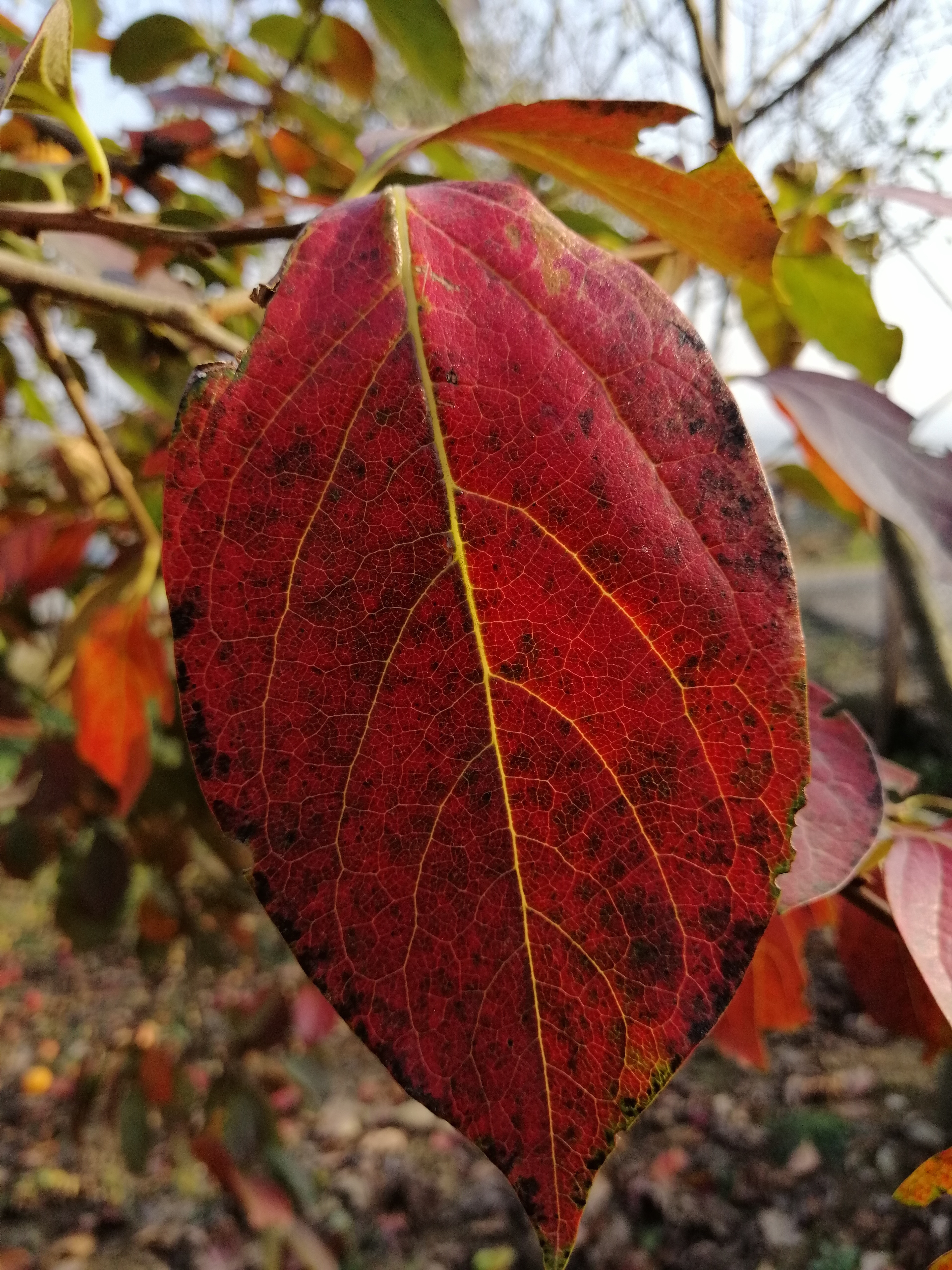 BİR YAPRAK, BİR DÜNYA, BİR ŞARKI, BİR İNSAN…